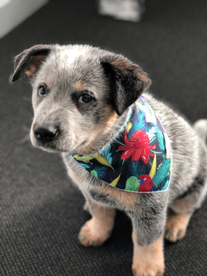 Australian Handmade Quirky Dog Bandanas - Cute Pet Accessories