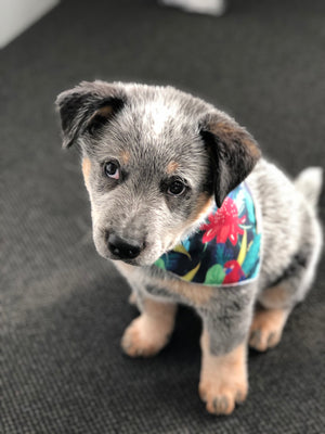 Australian Handmade Quirky Dog Bandanas - Cool Pet Accessories